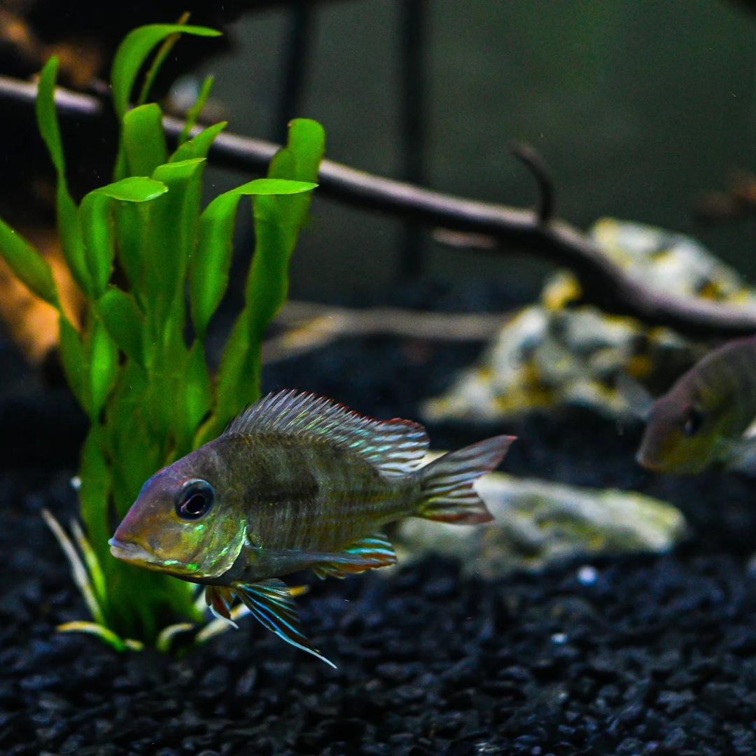 Live Fish Geophagus Red Head Tapajos (5-6 inches) | Single