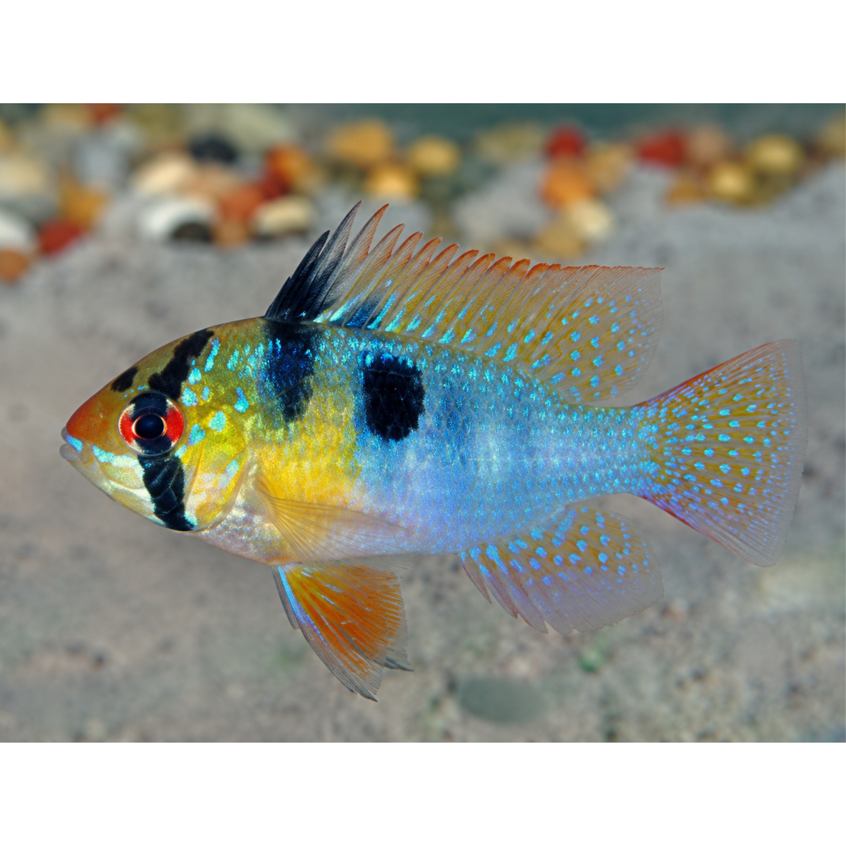 Live Fish German Ram | Single
