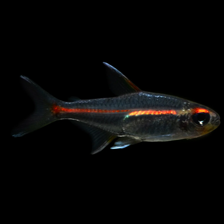 Live Fish Glow Light Tetra | Planted Tank Fish | Single