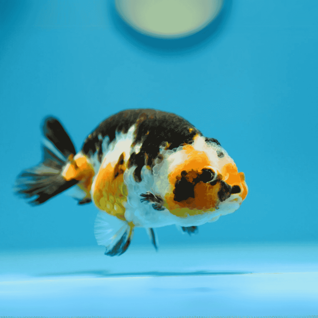 Gold Fish Calico Ranchu  (4-5 Cms) | Single