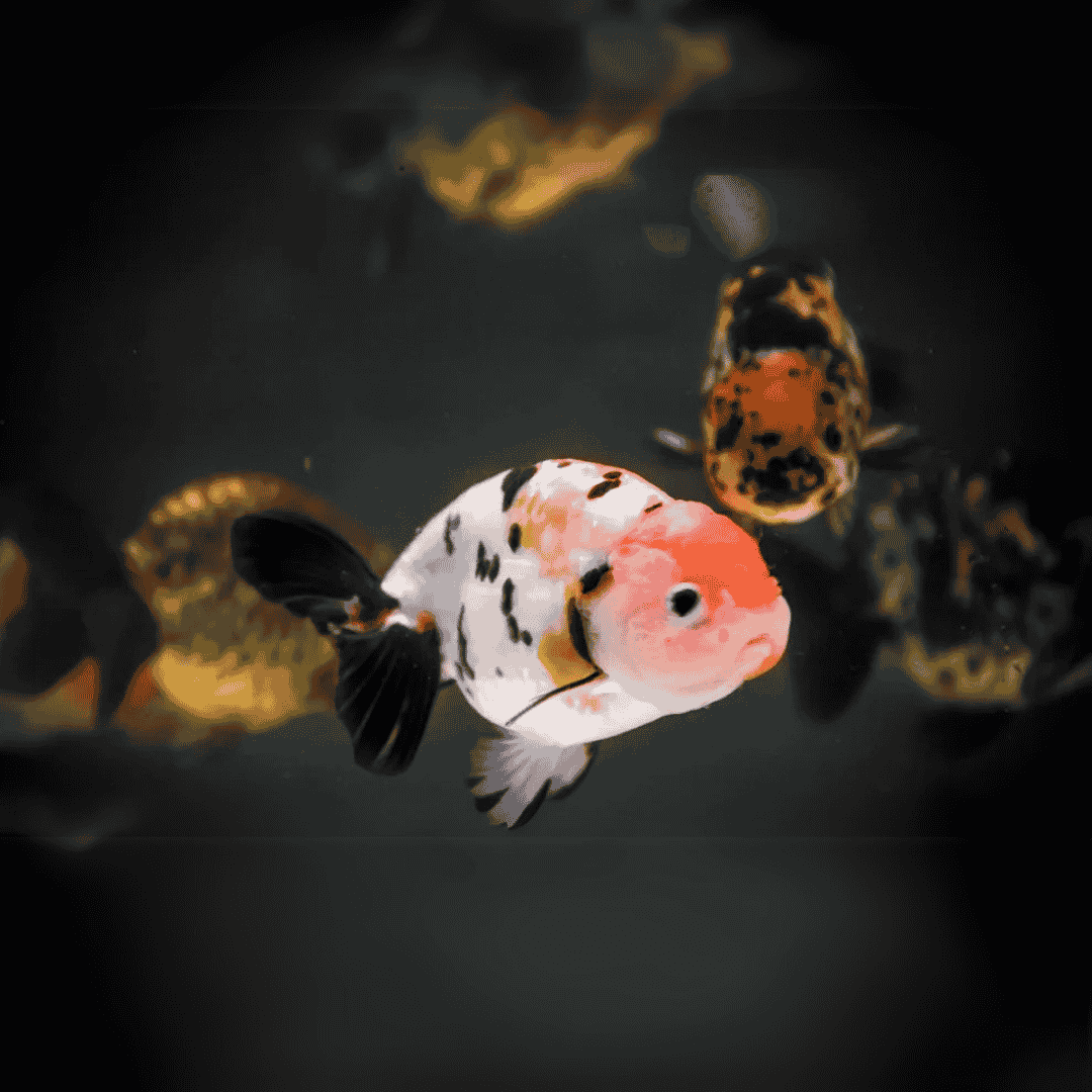 Gold Fish Calico Ranchu  (4-5 Cms) | Single