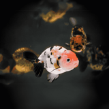 Gold Fish Calico Ranchu  (4-5 Cms) | Single