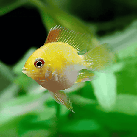 Live Fish Ram Cichlid Golden balloon Ramirezi (3-4 Cms) | Pair