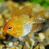 Ram Cichlid Golden balloon Ramirezi (3-4 Cms) | Pair