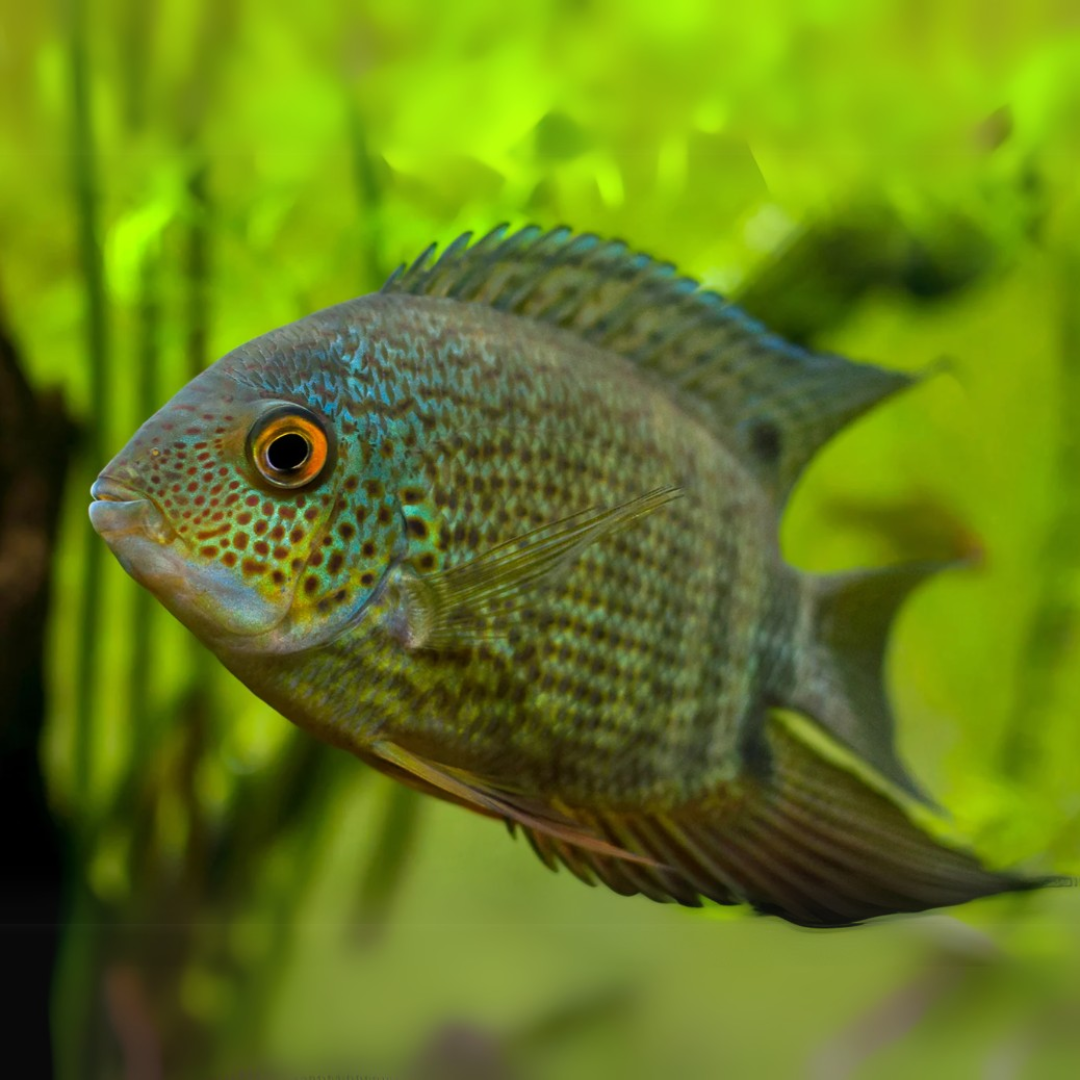 Green Severum (2 Inches) | Single