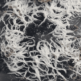 Grindal Worms Starter Culture | Live Pack