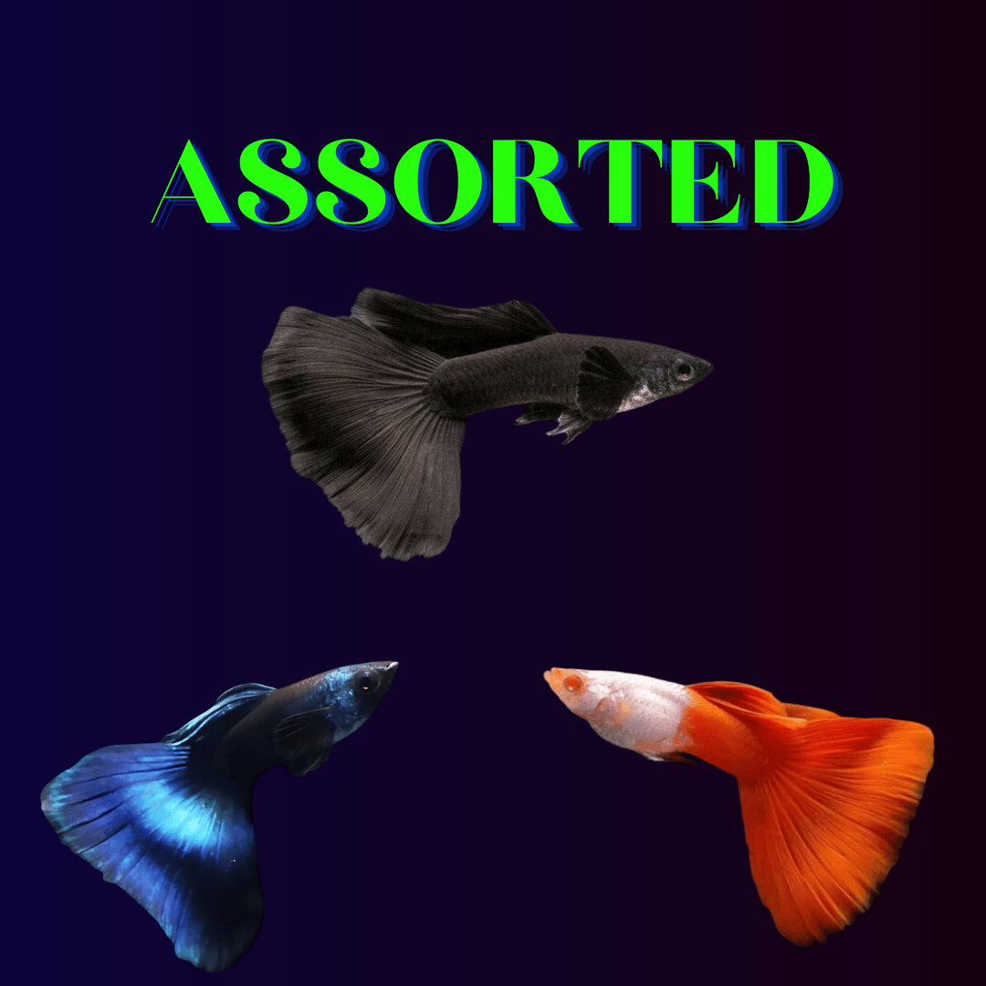 Guppy Assorted (Pair) = Full Black┃Blue Green Mosco┃Albino Red Silverado