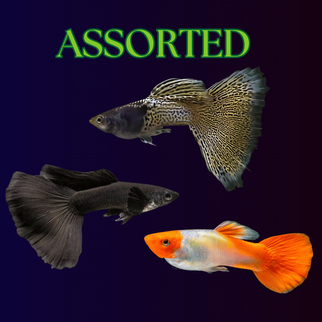 Guppy Assorted (Pair) = Metal Yellow Lace┃Full Black Guppy┃Koi Guppy
