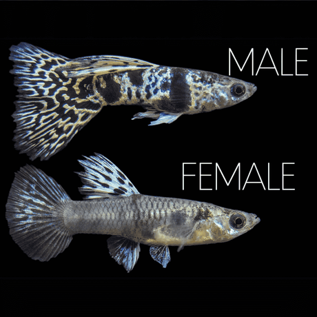 Live Fish Guppy Siam Yellow Tiger