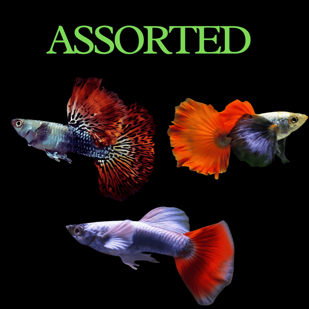 Guppy Assorted (Pair) = Red Dragon | Dumbo Ear | Santa Clause