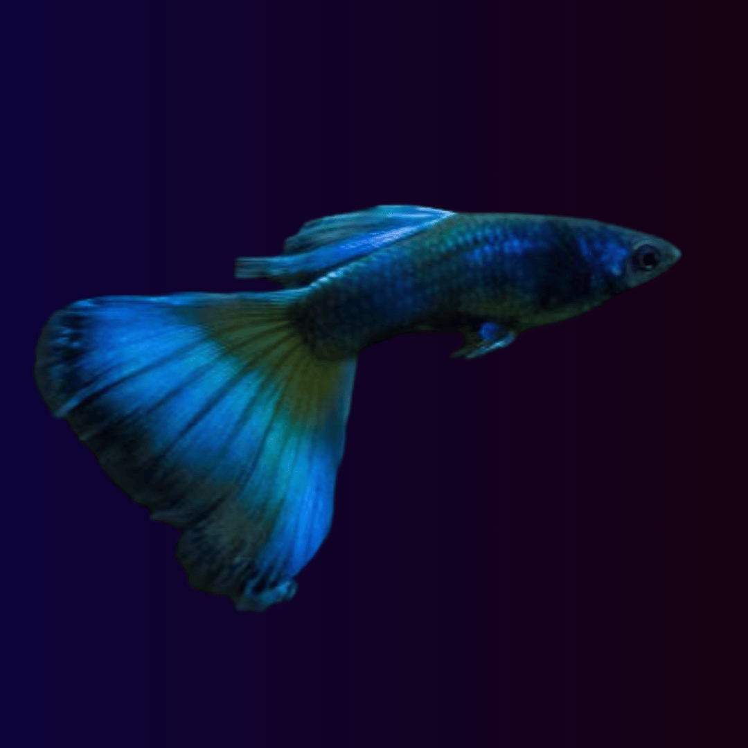 Live Fish Guppy Assorted (Pair) = HB Red Rose | Blue Green Mosco┃Full Gold
