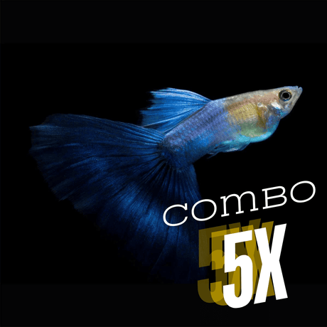 Guppy Coral Blue