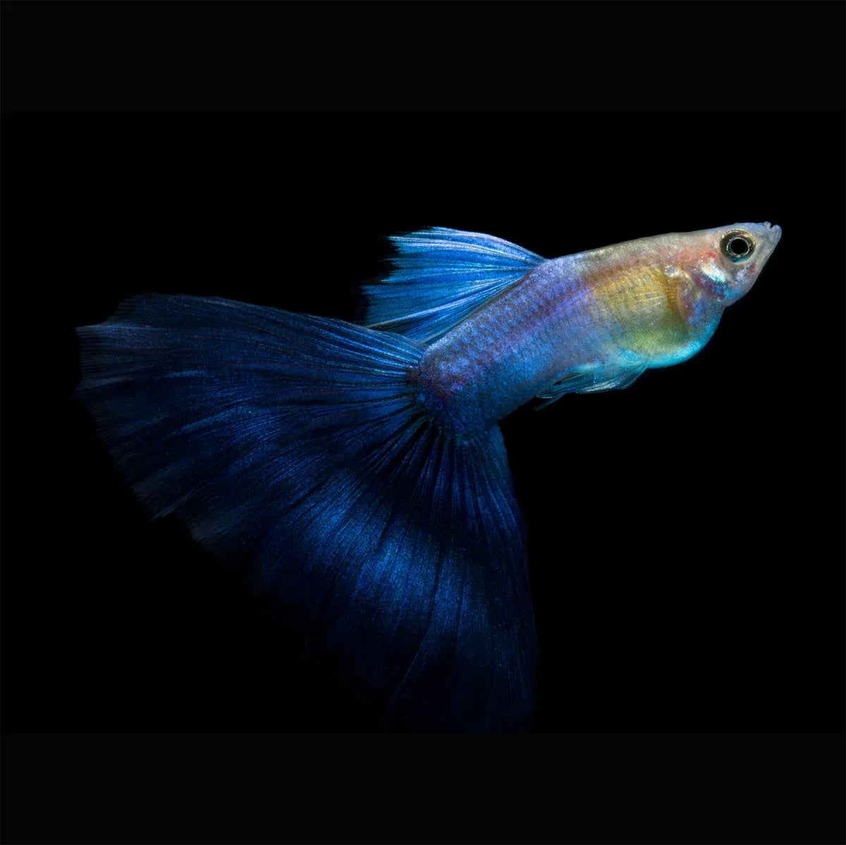 Guppy Coral Blue