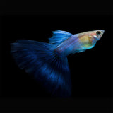 Guppy Coral Blue