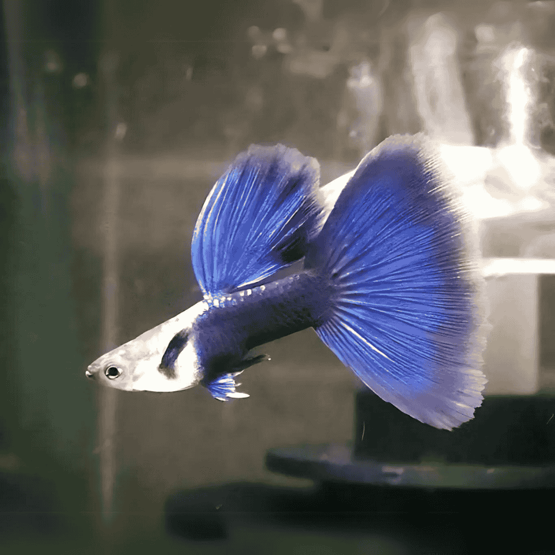 Guppy HB Blue