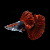 Live Fish Guppy Assorted (Pair) = HB Red Rose | Blue Green Mosco┃Full Gold