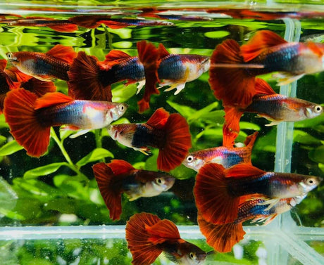 Live Fish Guppy HB Red Rose