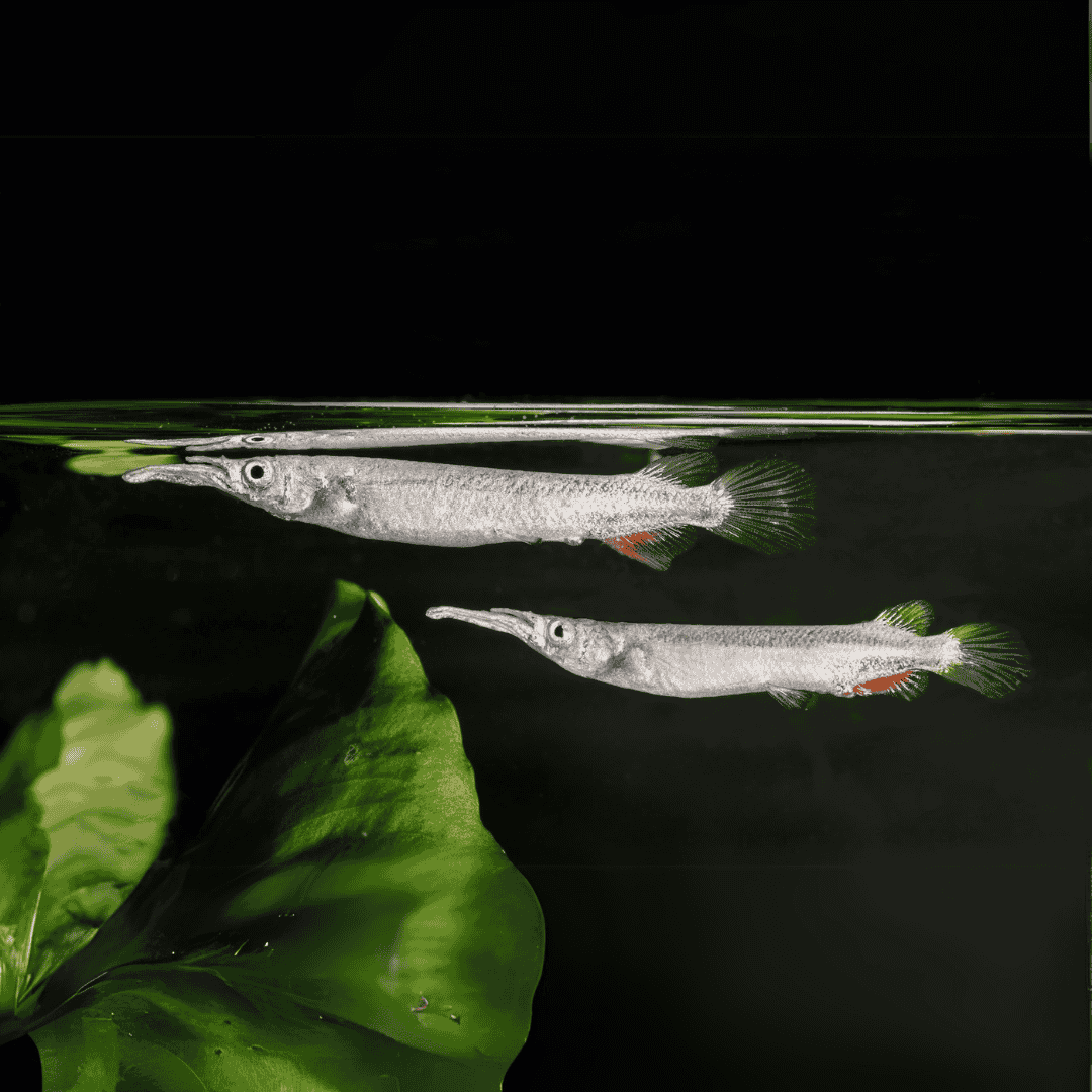 Buging Fish Halfbeak Fish – cloningaquapets