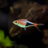 Harlequin Rasbora | Planted Tank Fish | Single