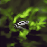 Live Fish Hockey Stick | Planted Tank Fish | Single