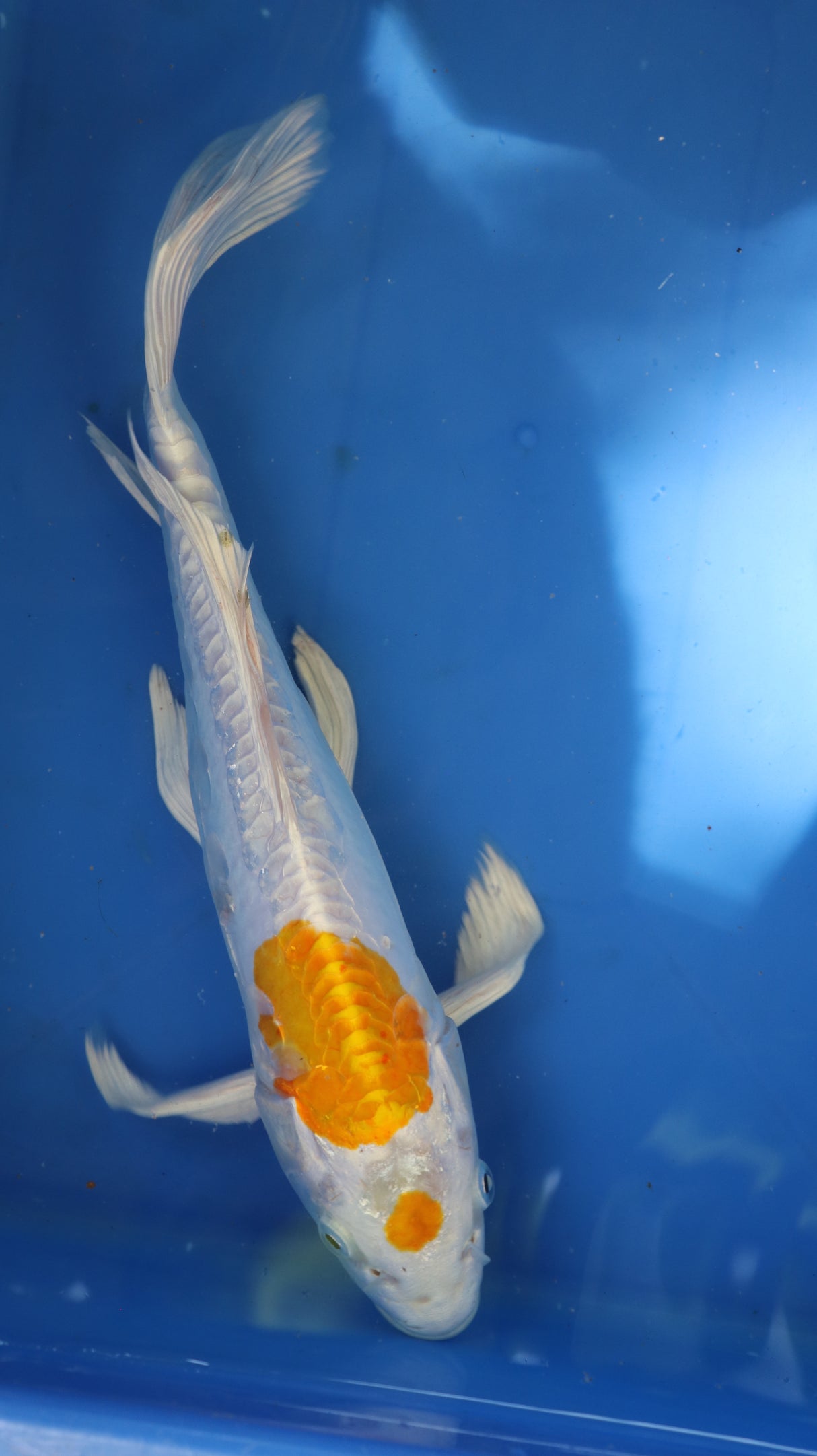 Fancy koi Fish - Single