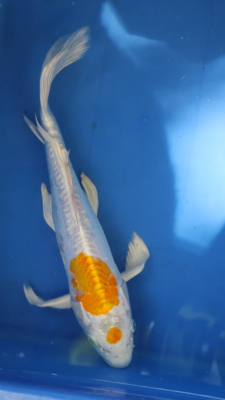 Fancy koi Fish - Single