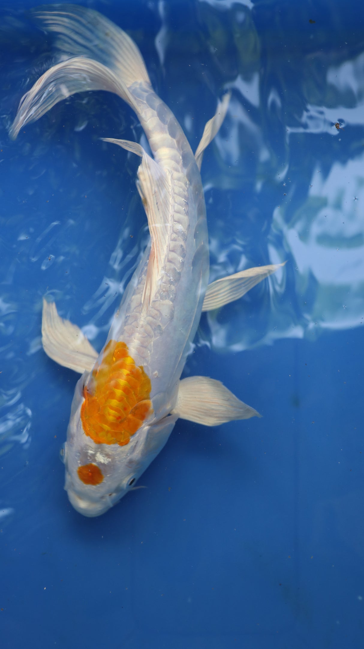 Fancy koi Fish - Single