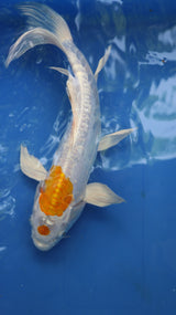 Fancy koi Fish - Single