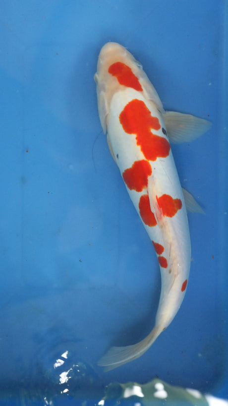 Fancy koi Fish - Single