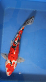 Fancy koi Fish - Single