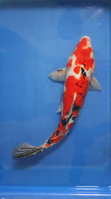 Fancy koi Fish - Single