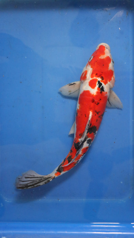 Fancy koi Fish - Single