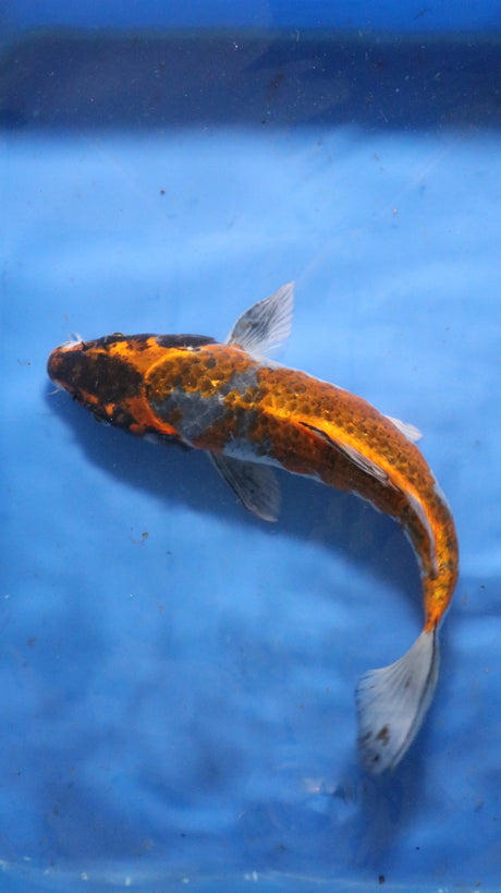 Fancy koi Fish - Single