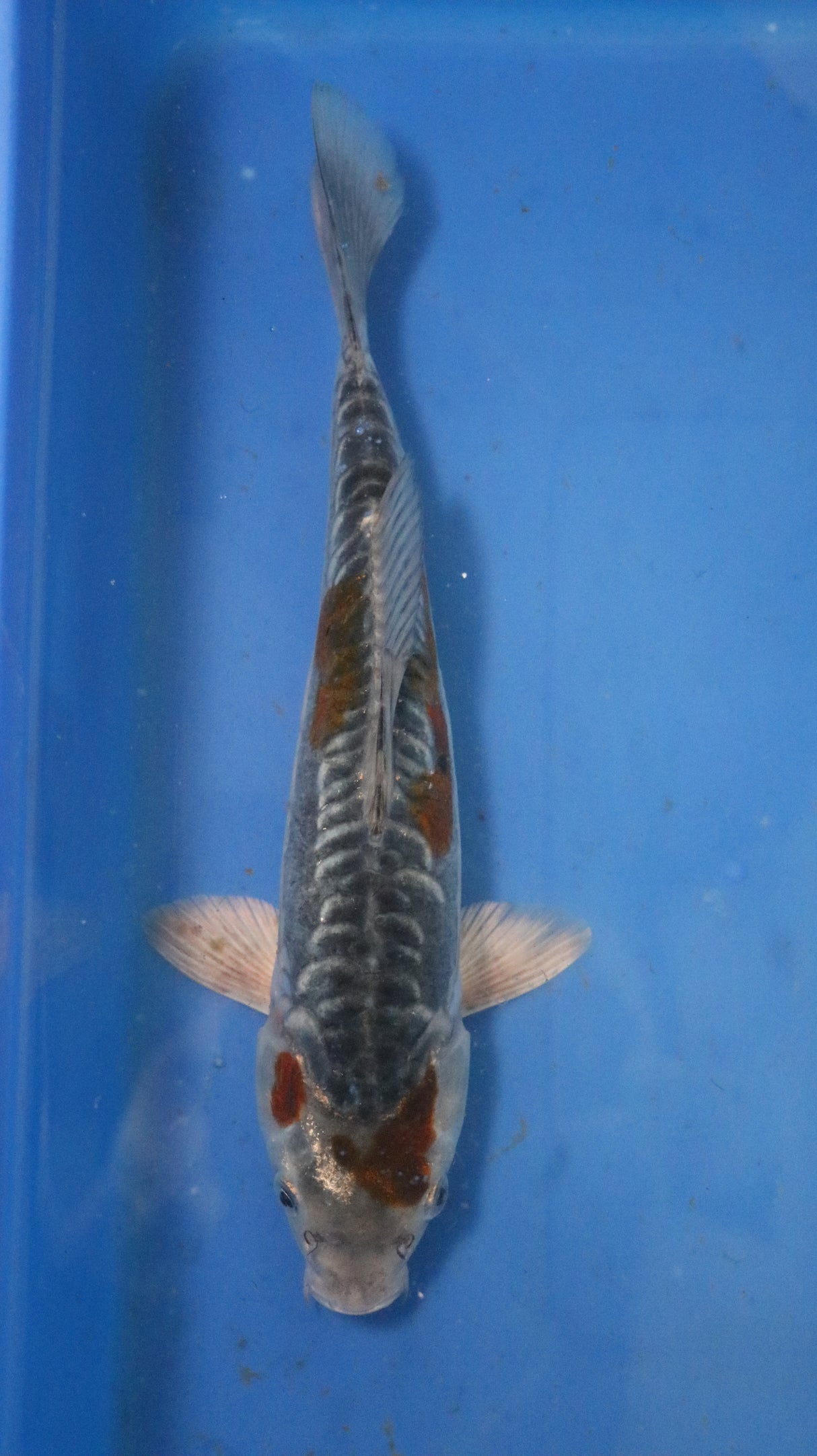 Fancy koi Fish - Single