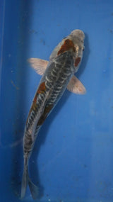 Fancy koi Fish - Single