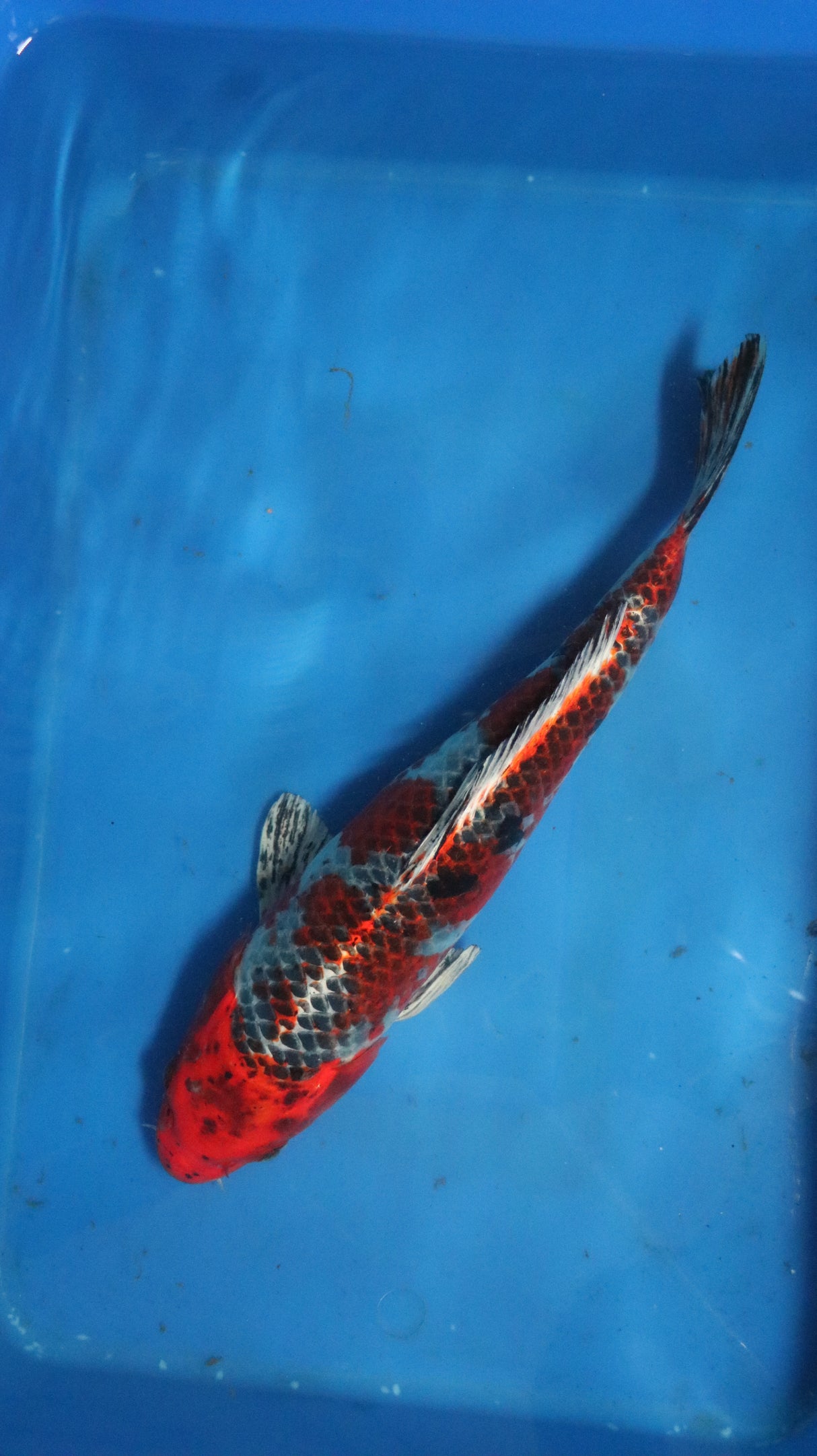 Fancy koi Fish - Single