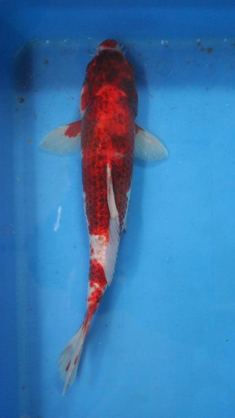 Fancy koi Fish - Single