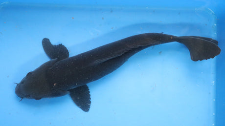 Fancy koi Fish - Single