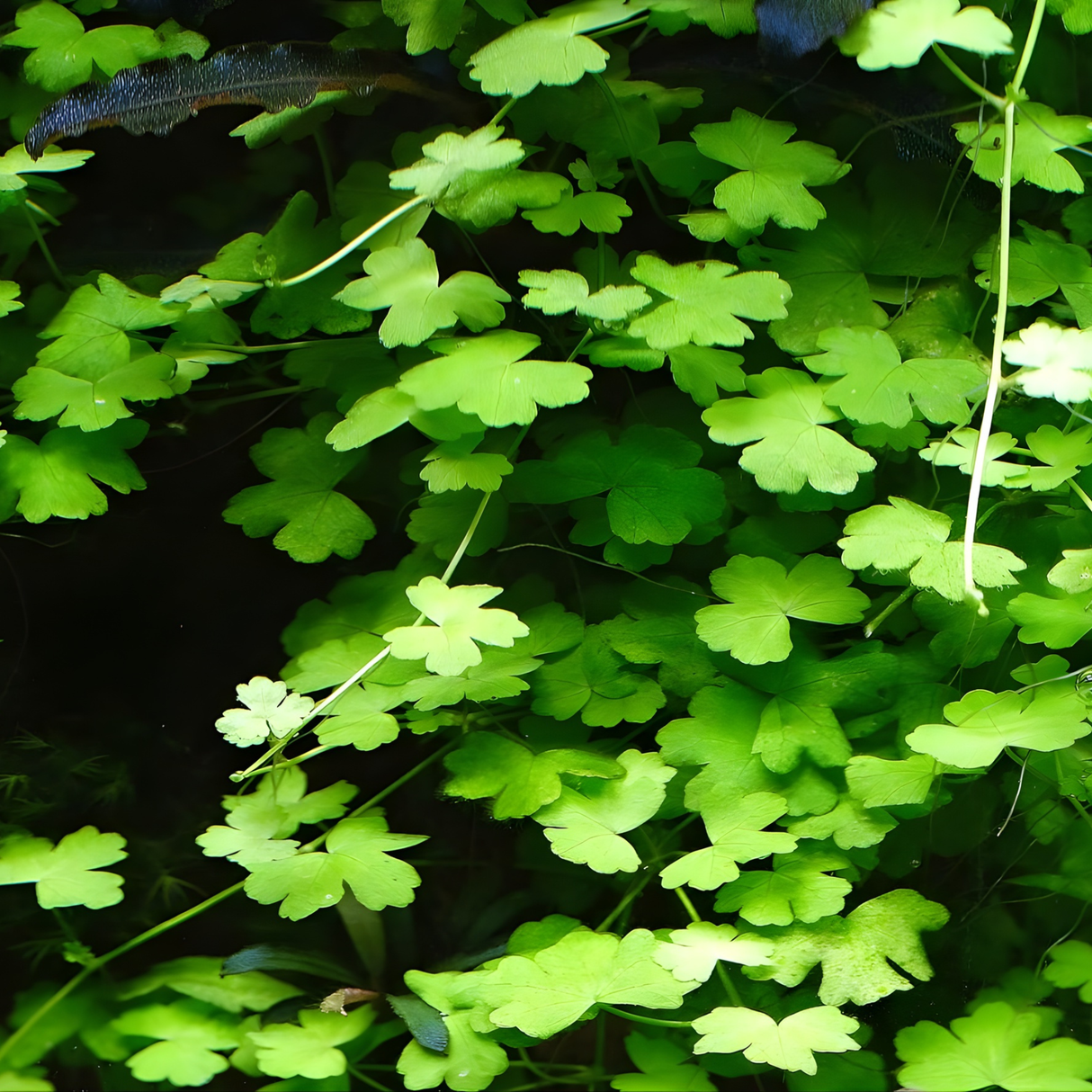 Sreepadma JR5 Hydrocotyle tripartita | TC Live Plants