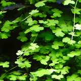 Sreepadma JR5 Hydrocotyle tripartita | TC Live Plants