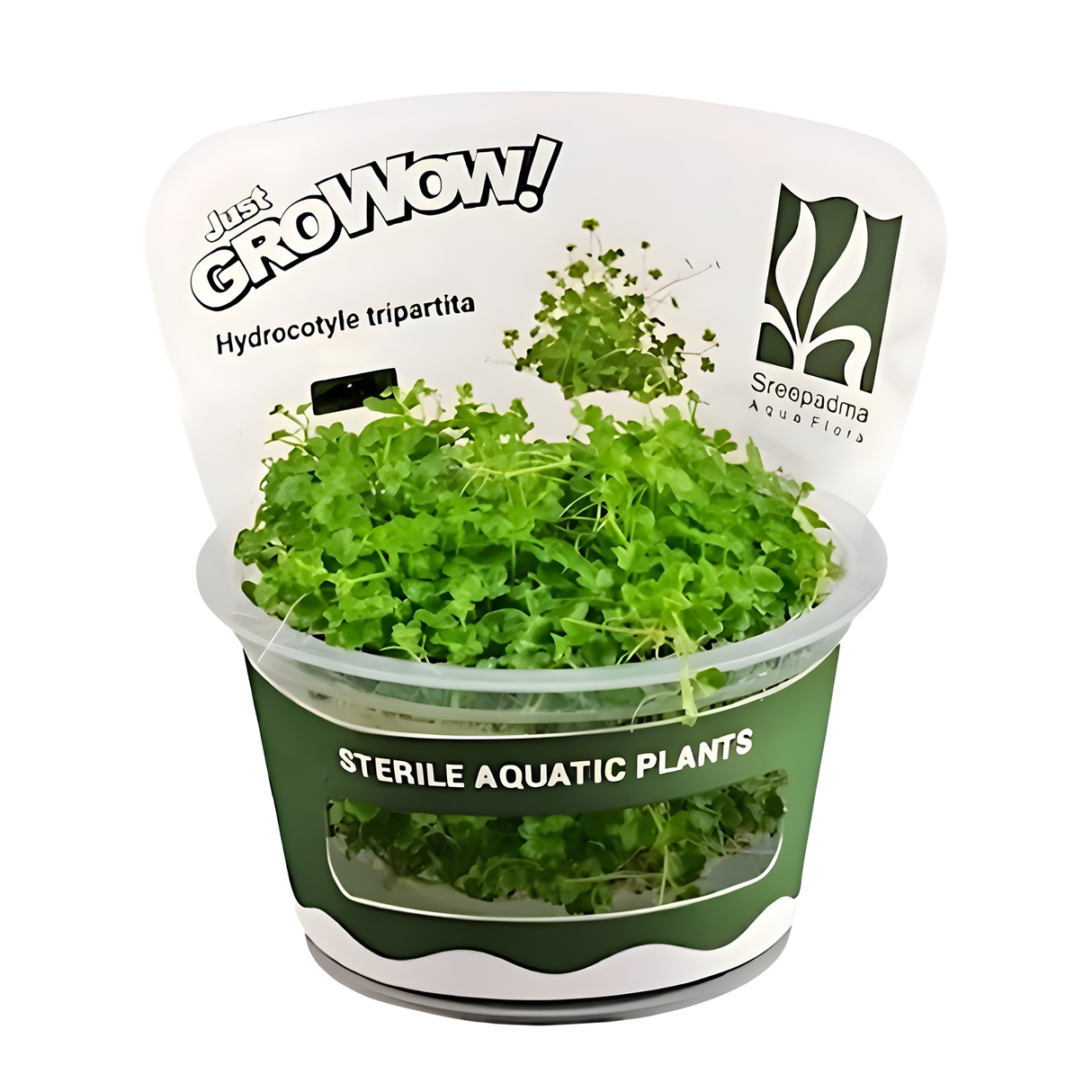 Sreepadma JR5 Hydrocotyle tripartita | TC Live Plants