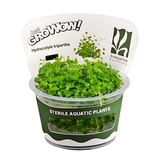 Sreepadma JR5 Hydrocotyle tripartita | TC Live Plants