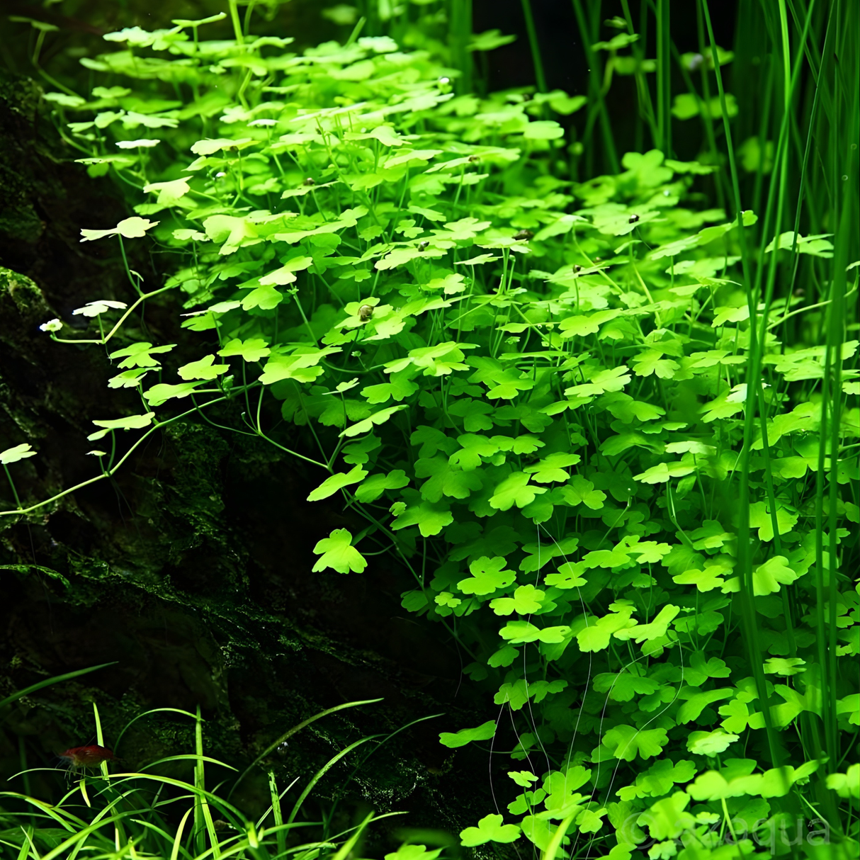 Sreepadma JR5 Hydrocotyle tripartita | TC Live Plants