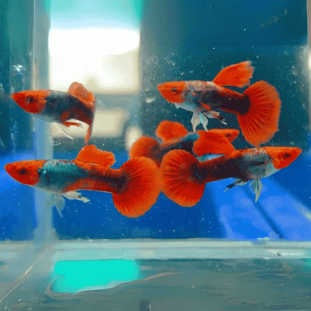 Guppy Tuxedo Koi