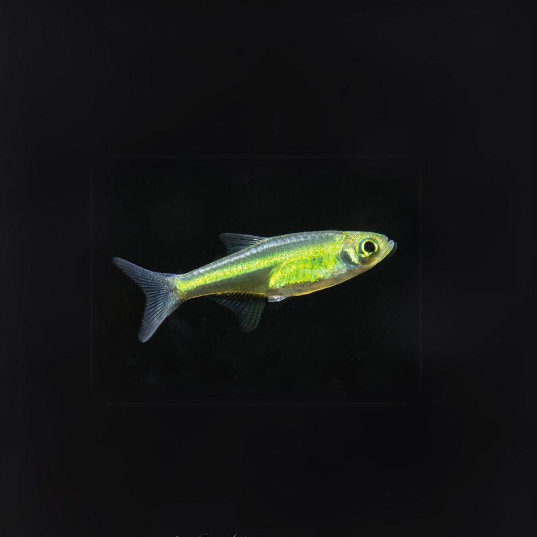 Live Fish Kubatoi Rasbora | Planted Tank Fish | Single
