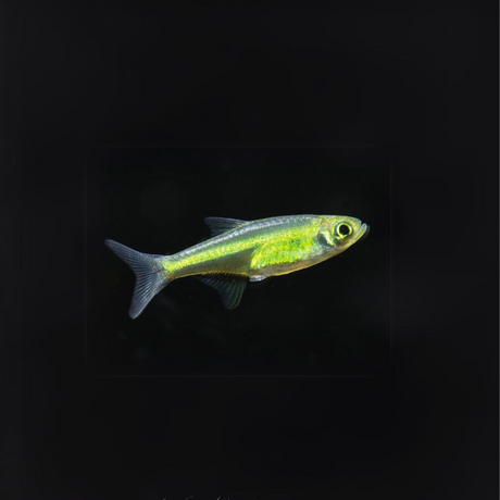 Live Fish Kubatoi Rasbora | Planted Tank Fish | Single