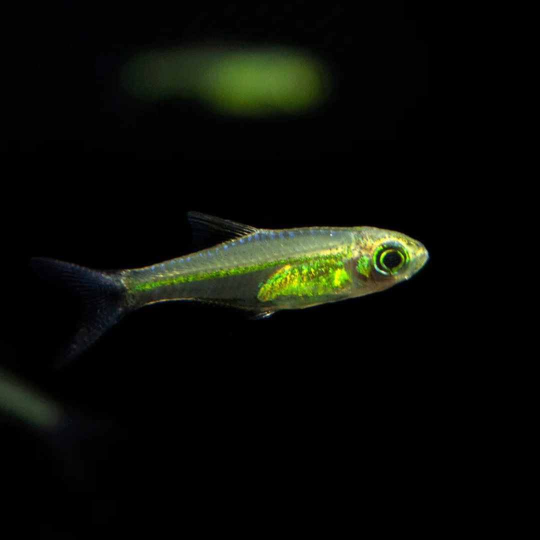 Live Fish Kubatoi Rasbora | Planted Tank Fish | Single