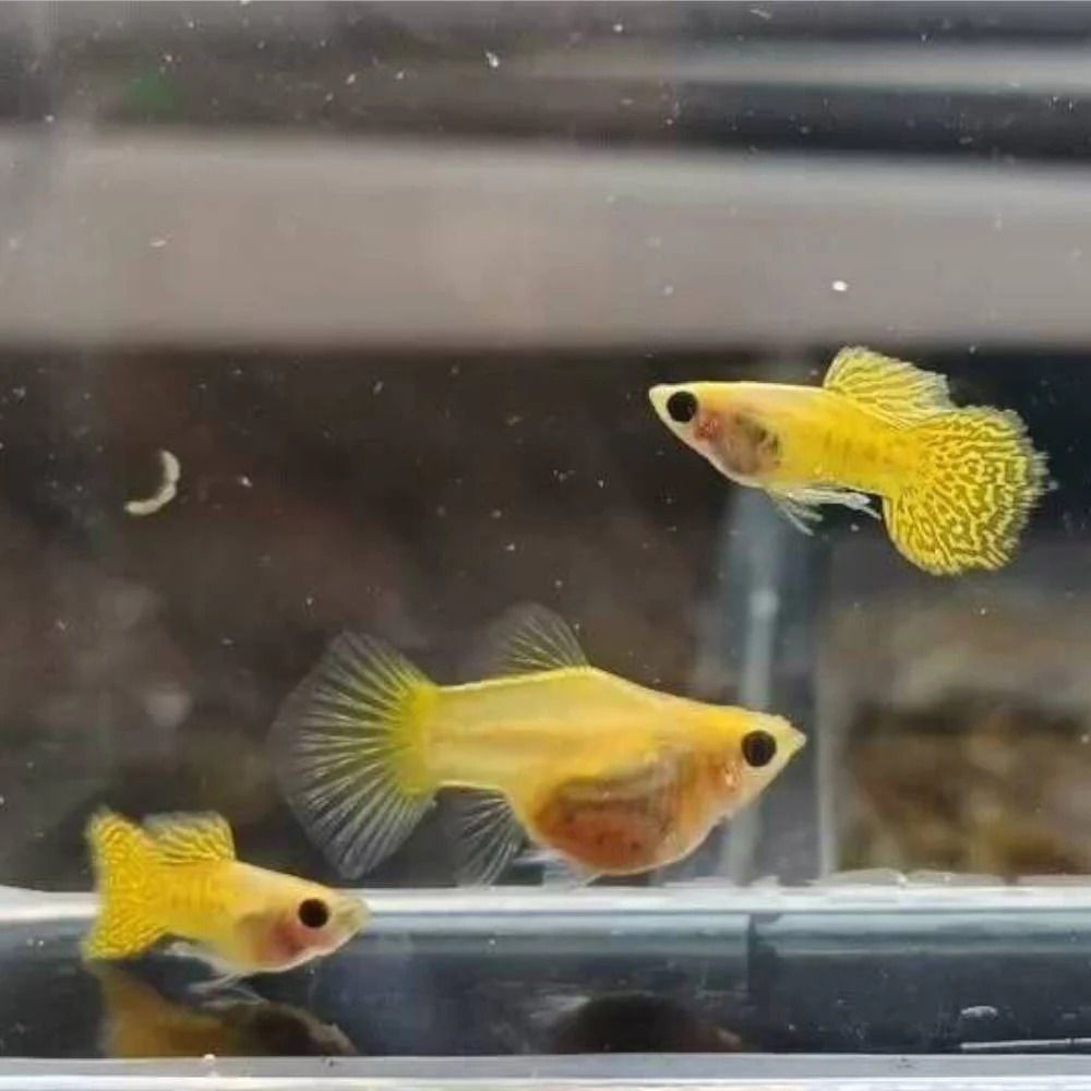 Live Fish Guppy Metal yellow Lace Balloon Glass Belly