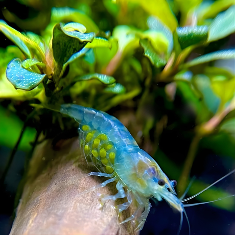 Live Fish Shrimp Blue Jelly | Single