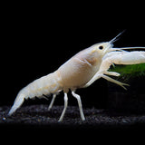 Lobster White Crayfish (6-7 Cms) | Single